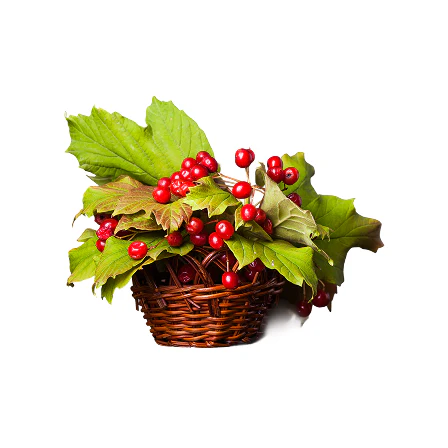 WINTERGREEN OIL