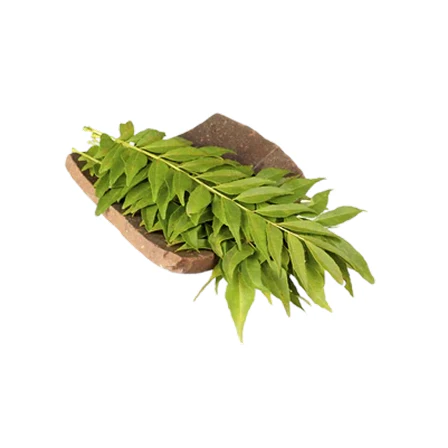 Curry Plant
